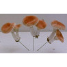 Lot de 6 pics champignons bruns